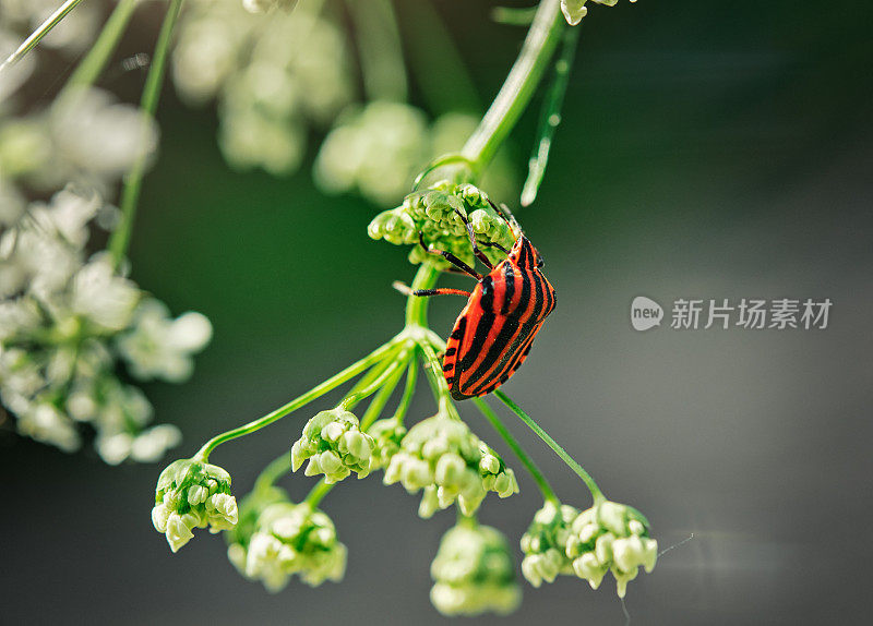 Graphosoma lineatum。甲虫-意大利昆虫特写在草地上。背景模糊。